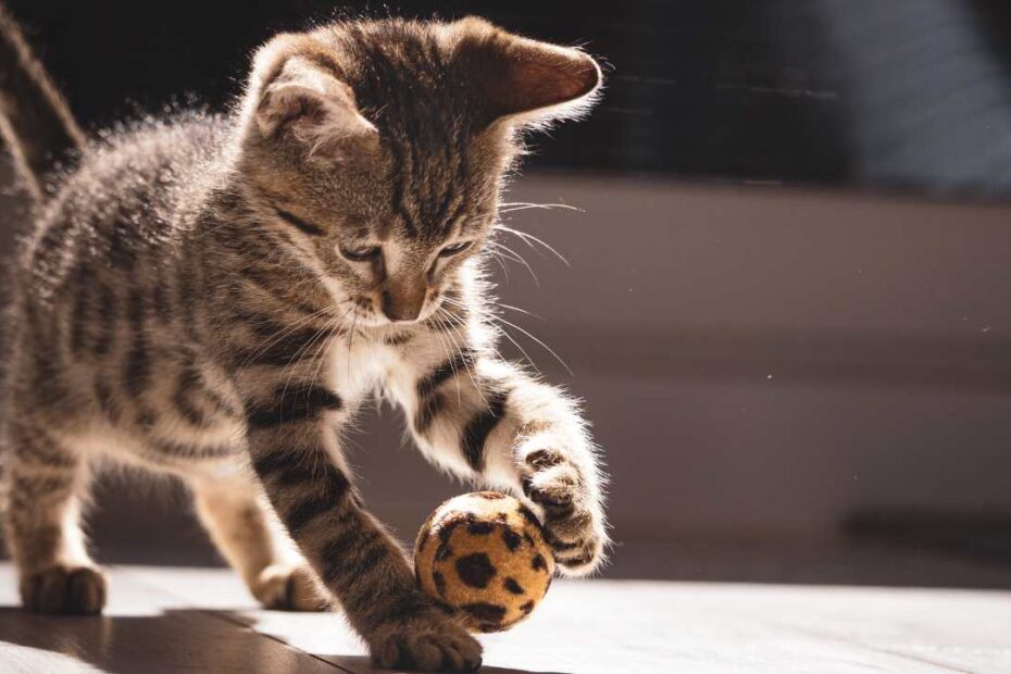 Curiosidades Sobre o Gato Que Você Nunca Imaginou